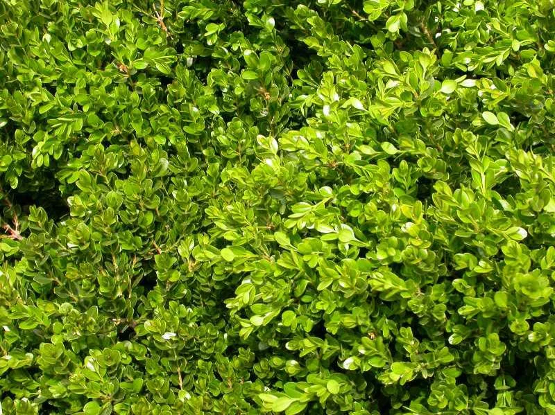 Buxus Green Gem