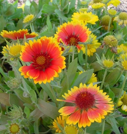 Gaillardia