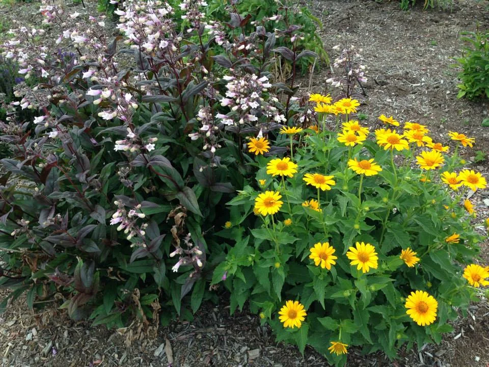 Penstemon & Heliopsis