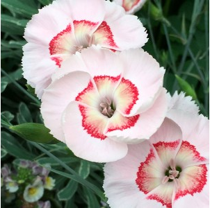 Dianthus Georgia Peach Pie CH.png
