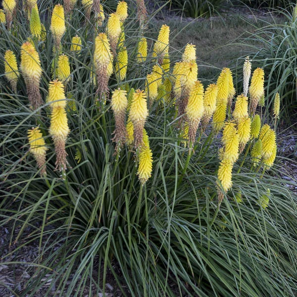 Kniphofia 'Lucky Lemons' PPAF 0001 low res.jpg