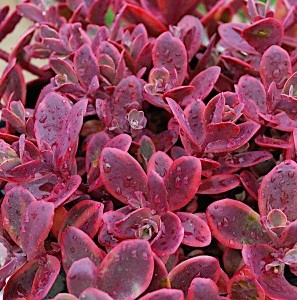 Sedum Wildfire CH.jpg