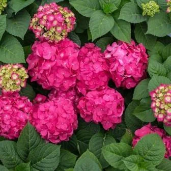Hydrangea ES Summer Crush ESP.jpg