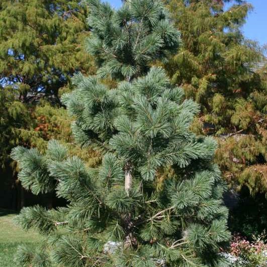 Pine Vanderwolfs Pyramid MBG.jpg