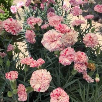 Dianthus Pinball Wizard