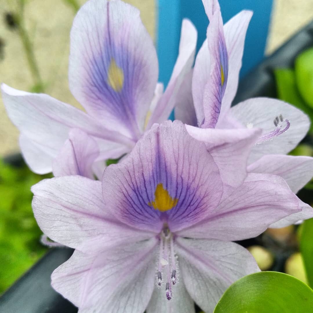 Need some color in your pond? 

Try water hyacinths! 

💦🌸🌿

3 for $11! 

#watergardening #watergarden #waterhyacinth #purpleflowers #plantlove #alwerdtsgardens