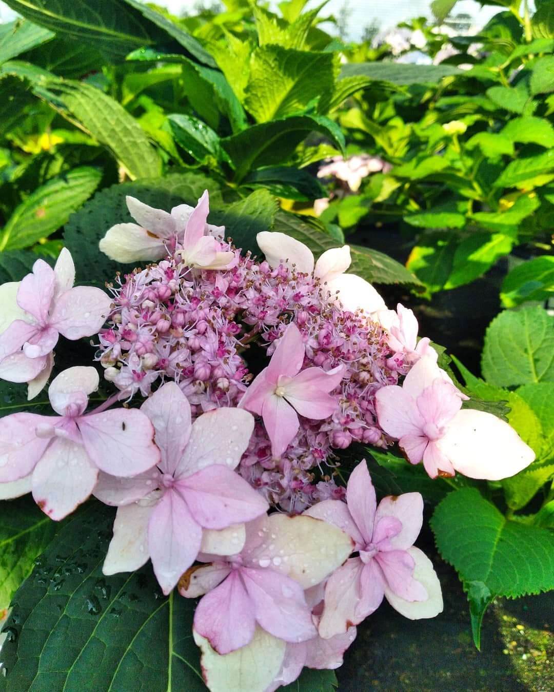 'Tuff Stuff' Mountain Hydrangea 

🌱Prefers morning sun and afternoon shade 
🌱Pink or purple lacecap blooms depending on soil 
🌱 2-3' height and width 
🌱Zone 5 
🌱Adds that little touch of elegance to the garden! 

#hydrangeaseason #mountainhydran