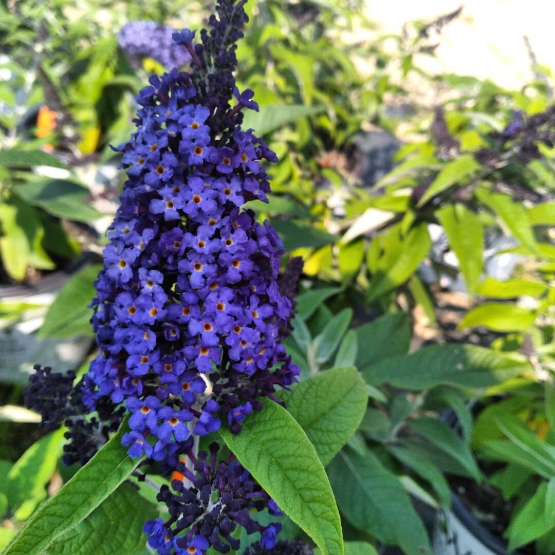Butterfly Bush 🦋

We are excited to share a mini series of Butterfly Bush by @provenwinners, the Pugster Series! 

🌱Pugster Blue 
🌱Pugster Pink 
🌱Pugster Amethyst 

🌿Pictured in the garden is a variety that is 4 years old and has remained true t