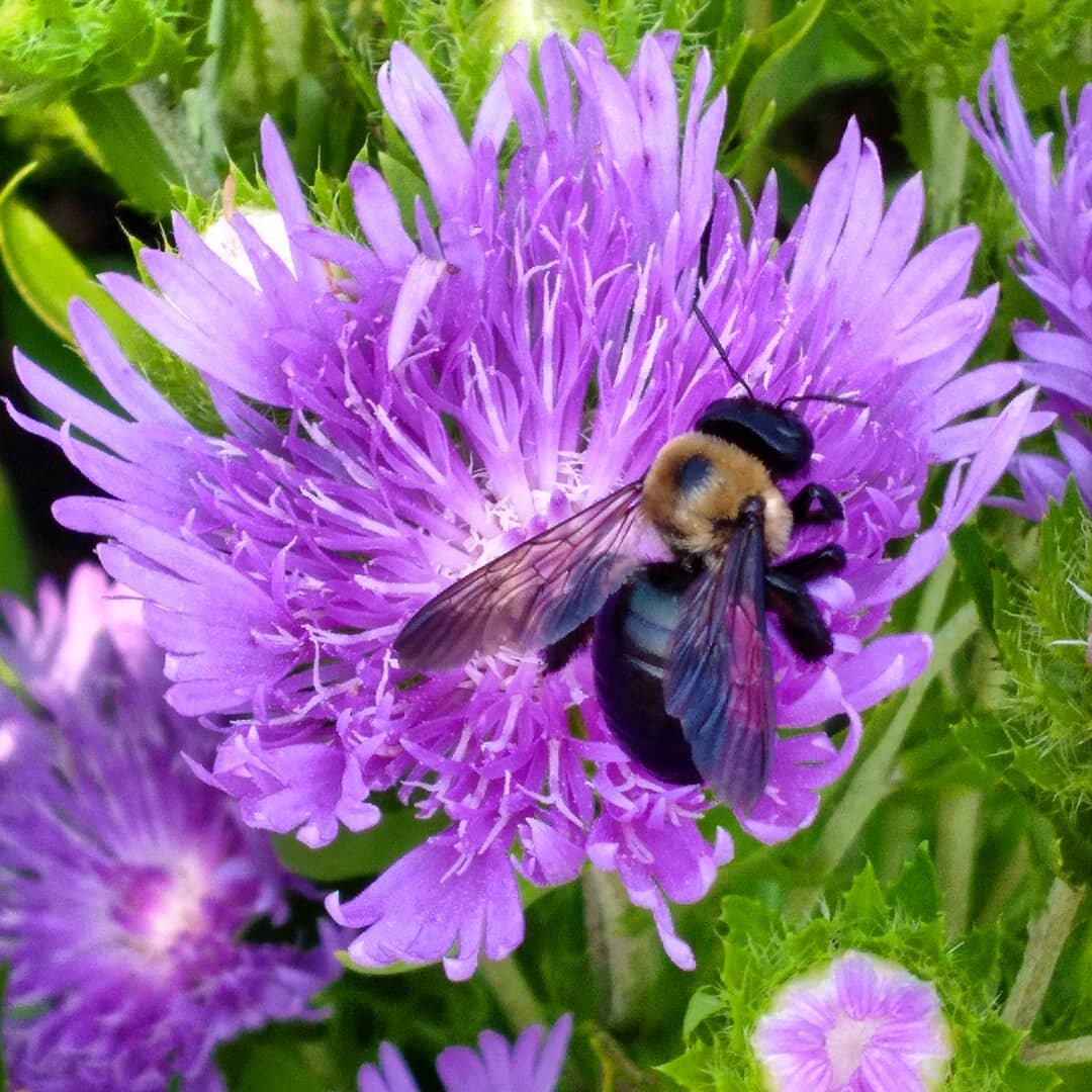 Bees are always busy at Alwerdt's Gardens 🐝

This bumblebee working on a Stokesia flower just this morning! 

#wildlife #bees🐝 #stokesia #gardencenter #pollinators #alwerdtsgardens