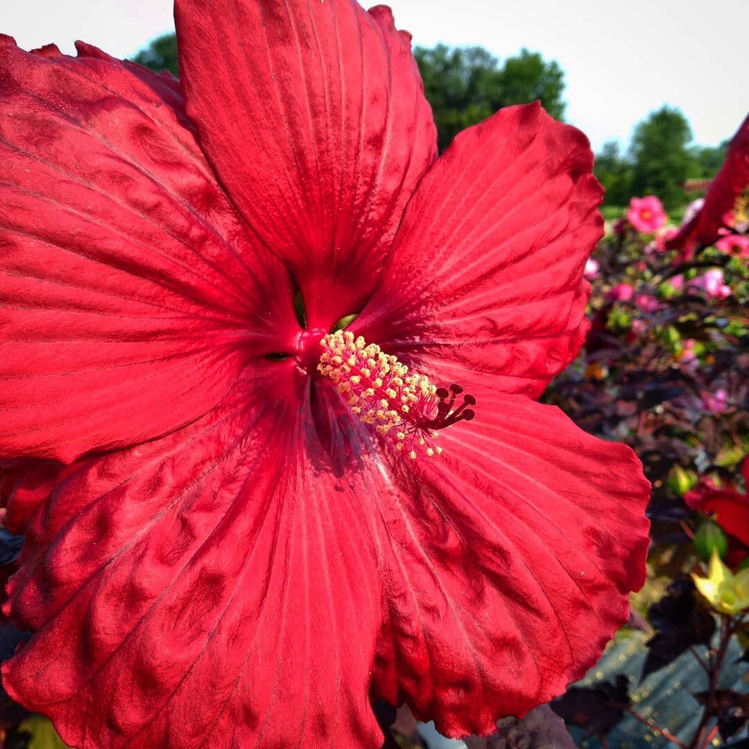 Holy Grail Hibiscus by @provenwinners 

An all-time favorite here at Alwerdt's, among employees and customers! 

Pick yours up for $18.99 🌿

#hibiscusflower #holygrailhibiscus #perennialplants #perennialhibiscus #gardencenter #plantlove #alwerdtsgar