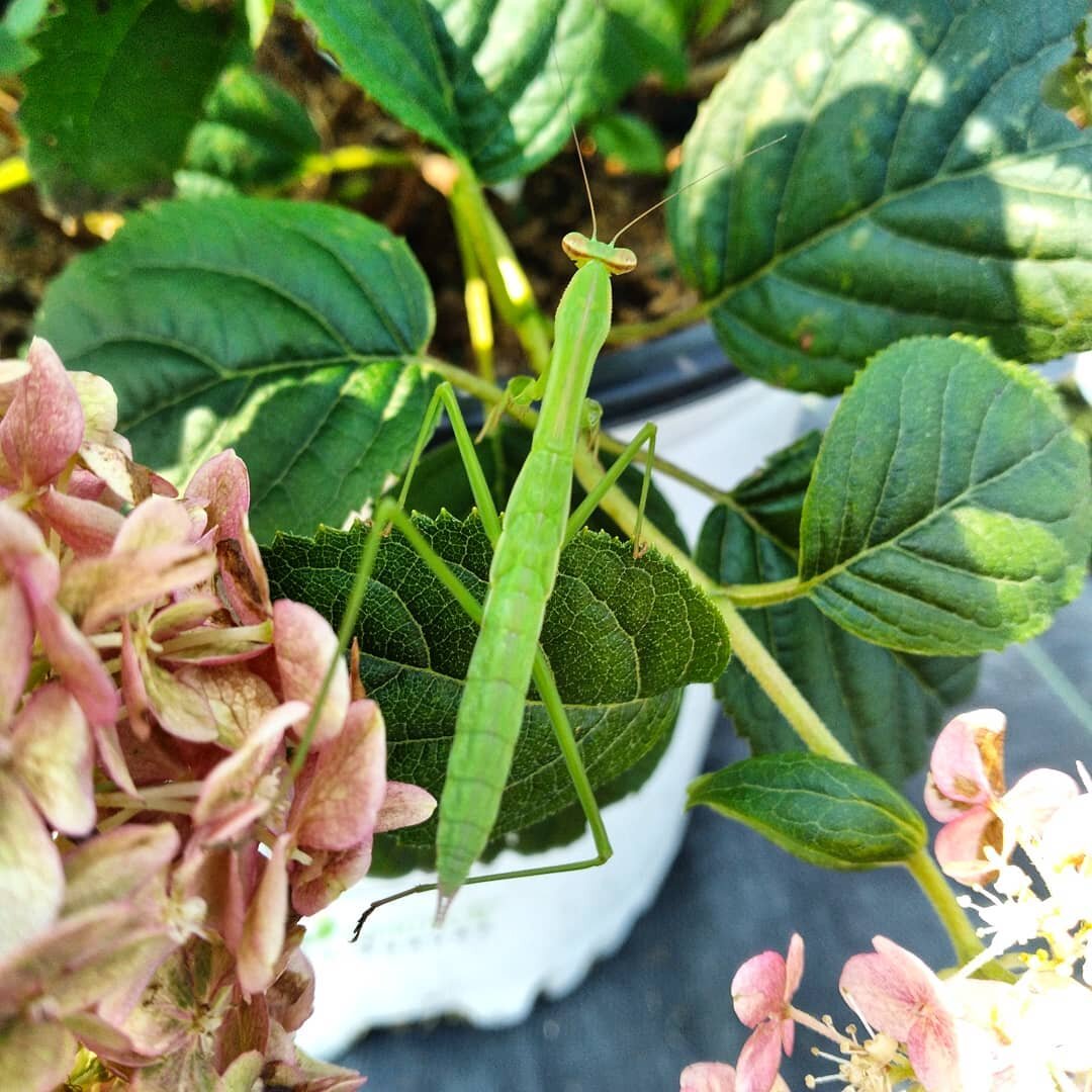 So much insect activity lately! 

Found a praying mantis exploring the hydrangeas 🌿

#wildlife #prayingmantis #hydrangeaseason #insectsofinstagram #gardencenterlife #alwerdtsgardens