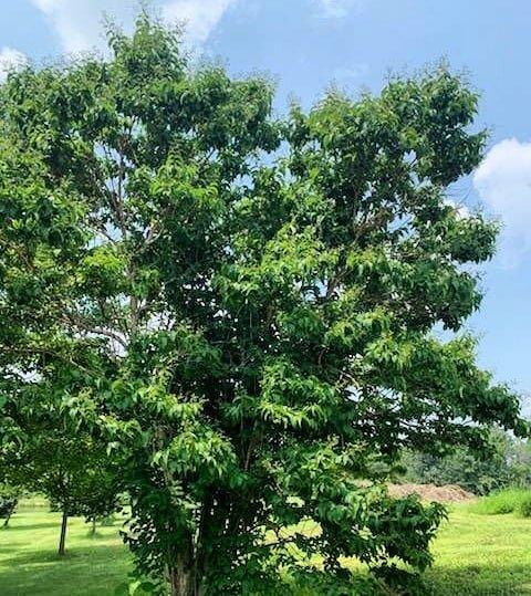 Employee Pick 🌿

We asked Robin what her favorite in the gardens is, and this is what she said: 

&quot;Seven-son flower! My fave, I noticed this one my first year here and I love the multi-season interest it has. Blooms white flowers that drop thei