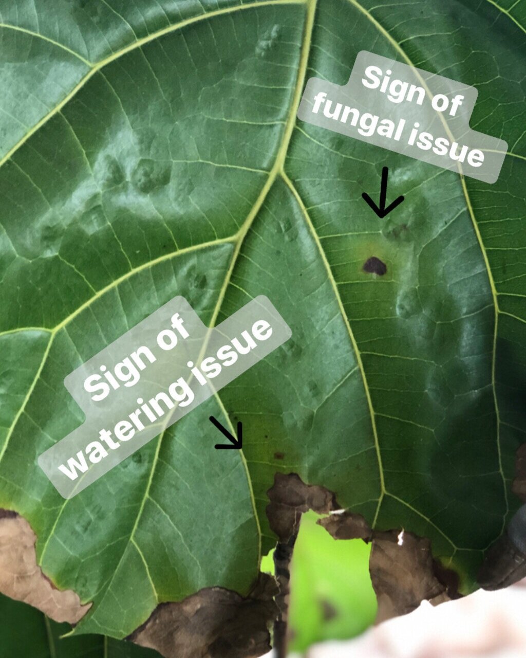Mars brugt Et bestemt How to Fix Your Fiddle Fig's Fungal Problem [and Keep it Healthy!] - Our  Liberty House