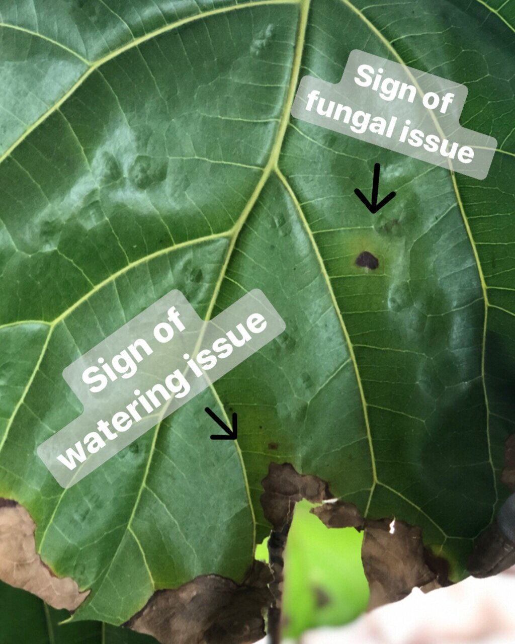 How to Fix Fiddle Fig's Fungal Problem [and Keep it Healthy!] - Our Liberty House