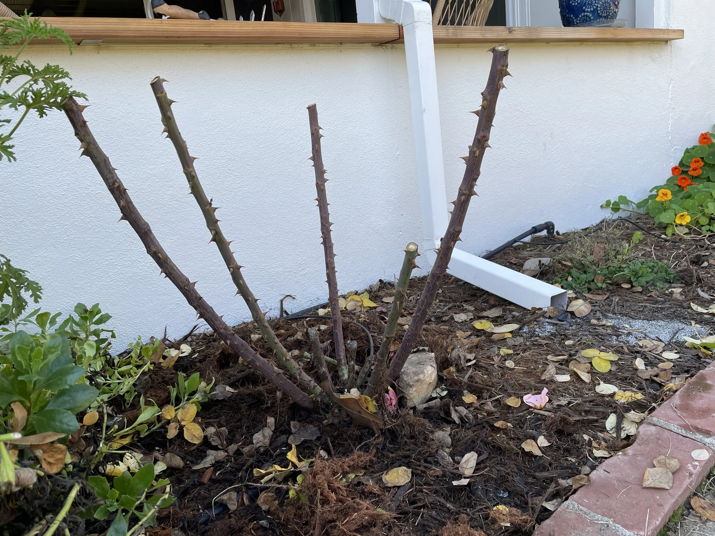 Best Time To Trim Roses Back , How to Prune Roses for More Blooms – ILTCN