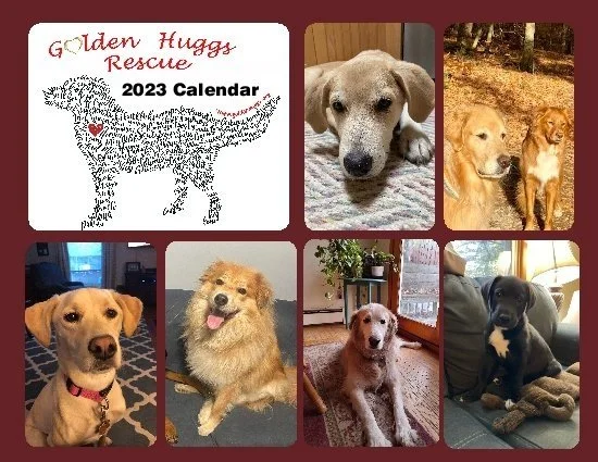 2023 GHR Calendar — Golden Huggs Rescue, Inc.