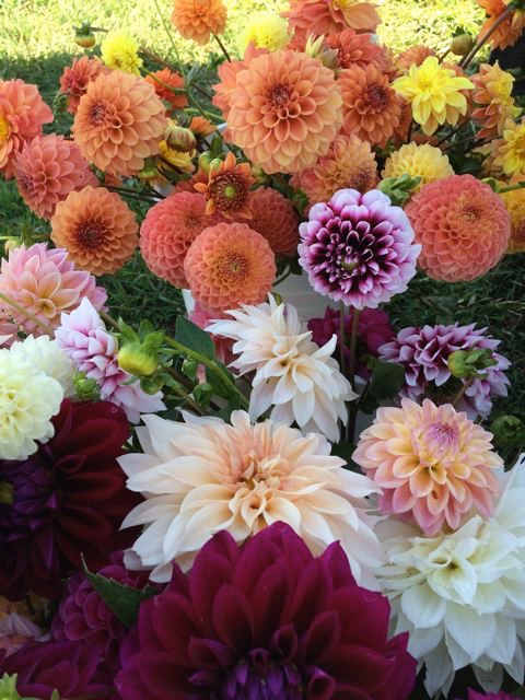 Dahlias!, NBF.jpg