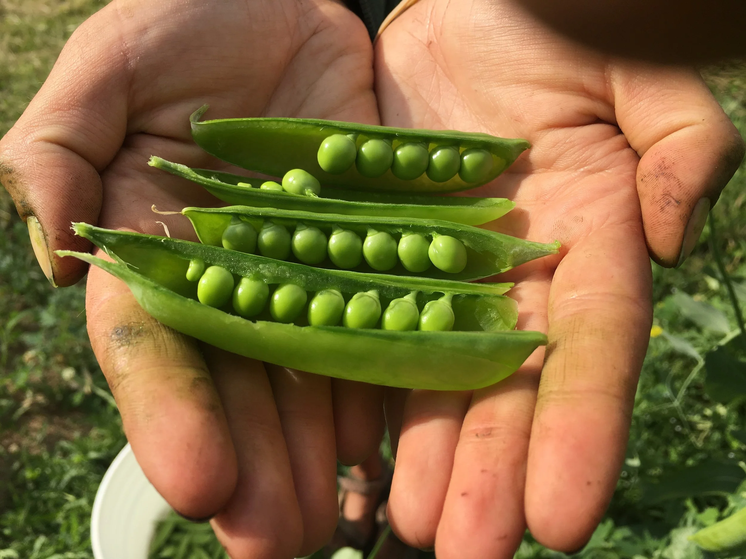 Daybreak Share Policy (linkthru) — Daybreak Growers Alliance