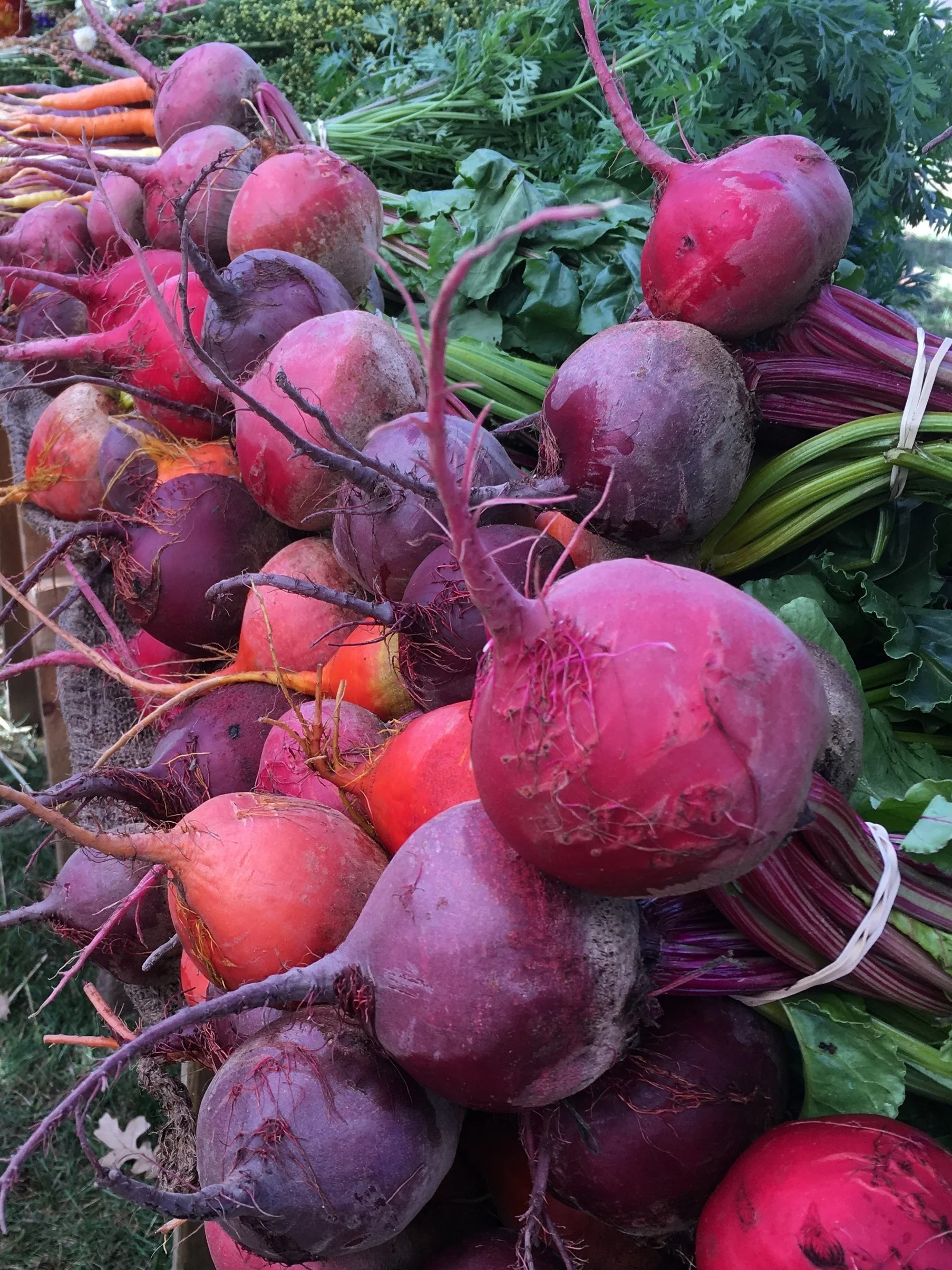 Beets, NBF(1).jpg