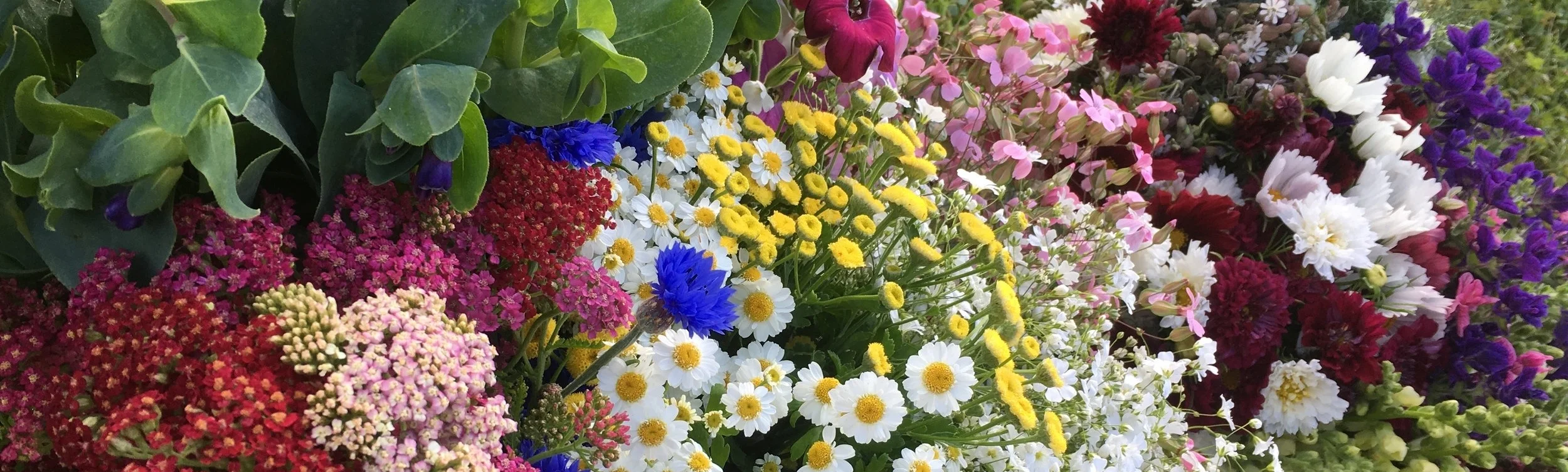 bulk flowers, NBF.jpg