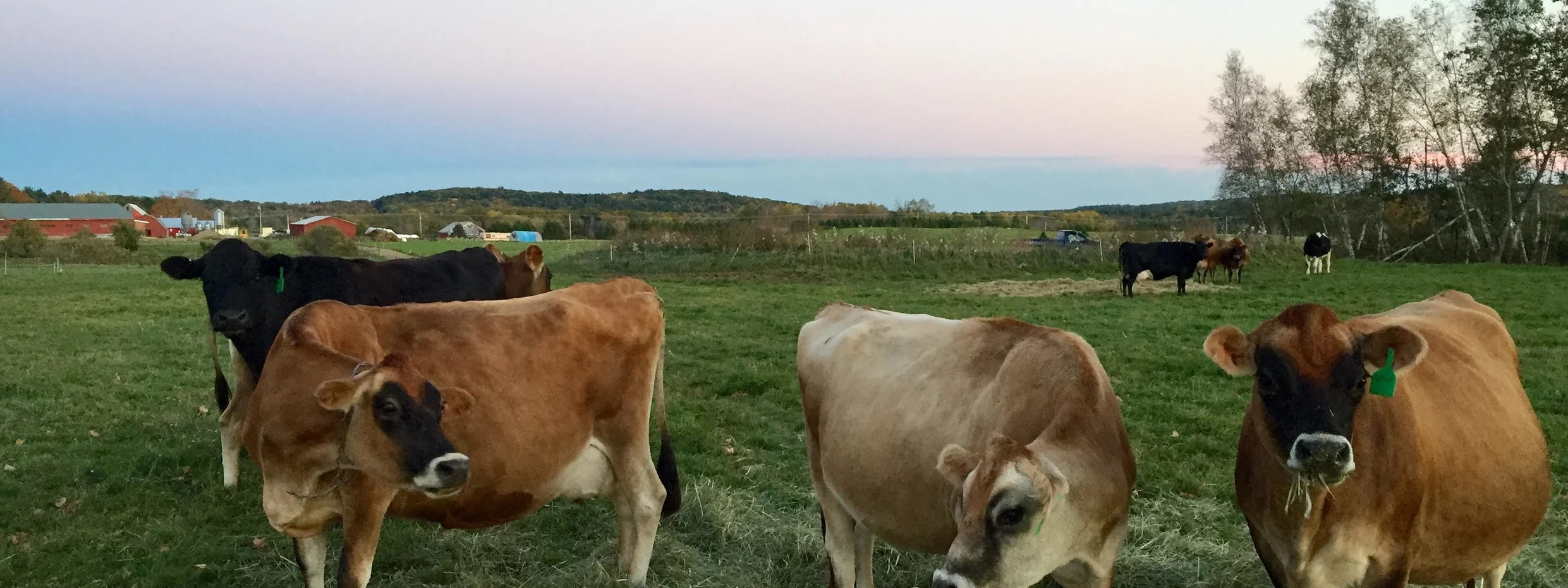 Subscription Info — Daybreak Growers Alliance