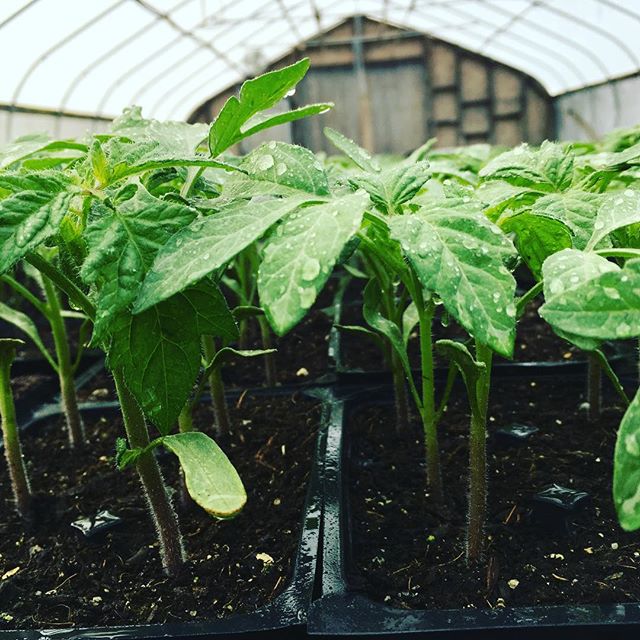 The greenhouses at @bahnerfarmmaine and our partner farms are crammed full of seedlings for your summer suppers. Planting season is here! #daybreakgrowersalliance #csa #tomatoes #springishere