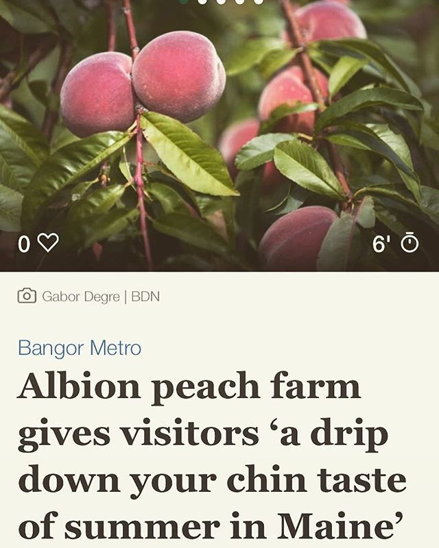 Our farm partners at the #theLocustGrove / @mainegrownpeaches are in this week&rsquo;s @bangormetro / @bangordailynews !
Learn more about the owners and the orchard in the article. Link in profile. And sign up for a #farmshare through our website to 
