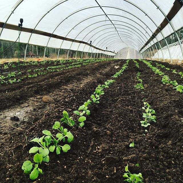 Rows of salad turnips, radishes, greens and more for your May shared #hellospring #freshgreens #csa #eatyourgreens