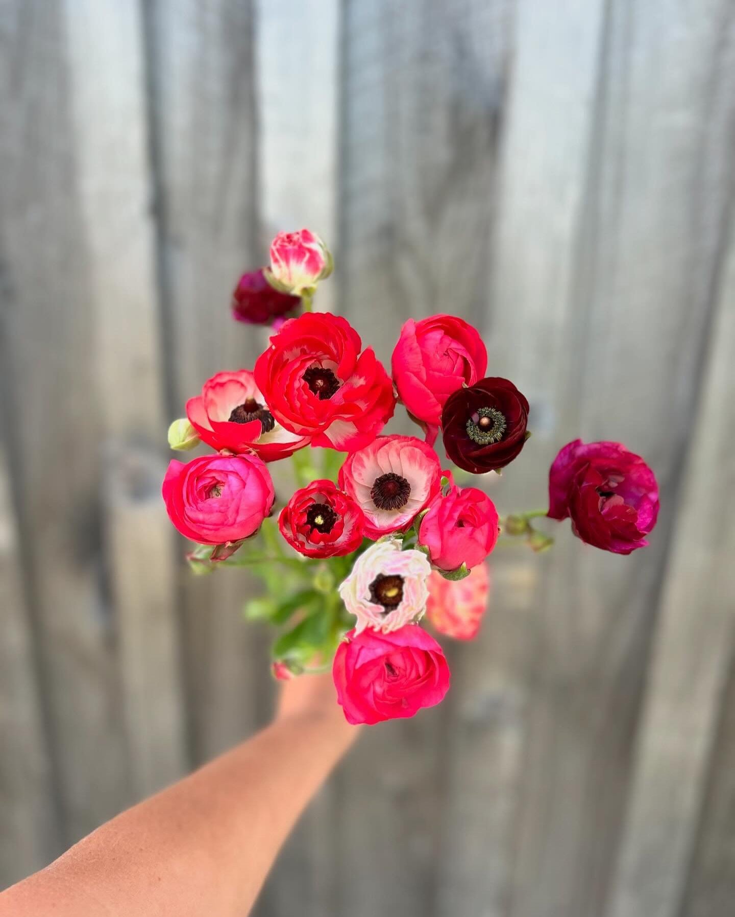 Ranunculus bouquets 💐 from @newbeatfarm and rhubarb from @wildmillerfarm and @villageside_farm available to add to farm boxes this week! That&rsquo;s a sneak peak at the flower shares starting soon, and rhubarb&rsquo;s sweet sidekick strawberries 🍓