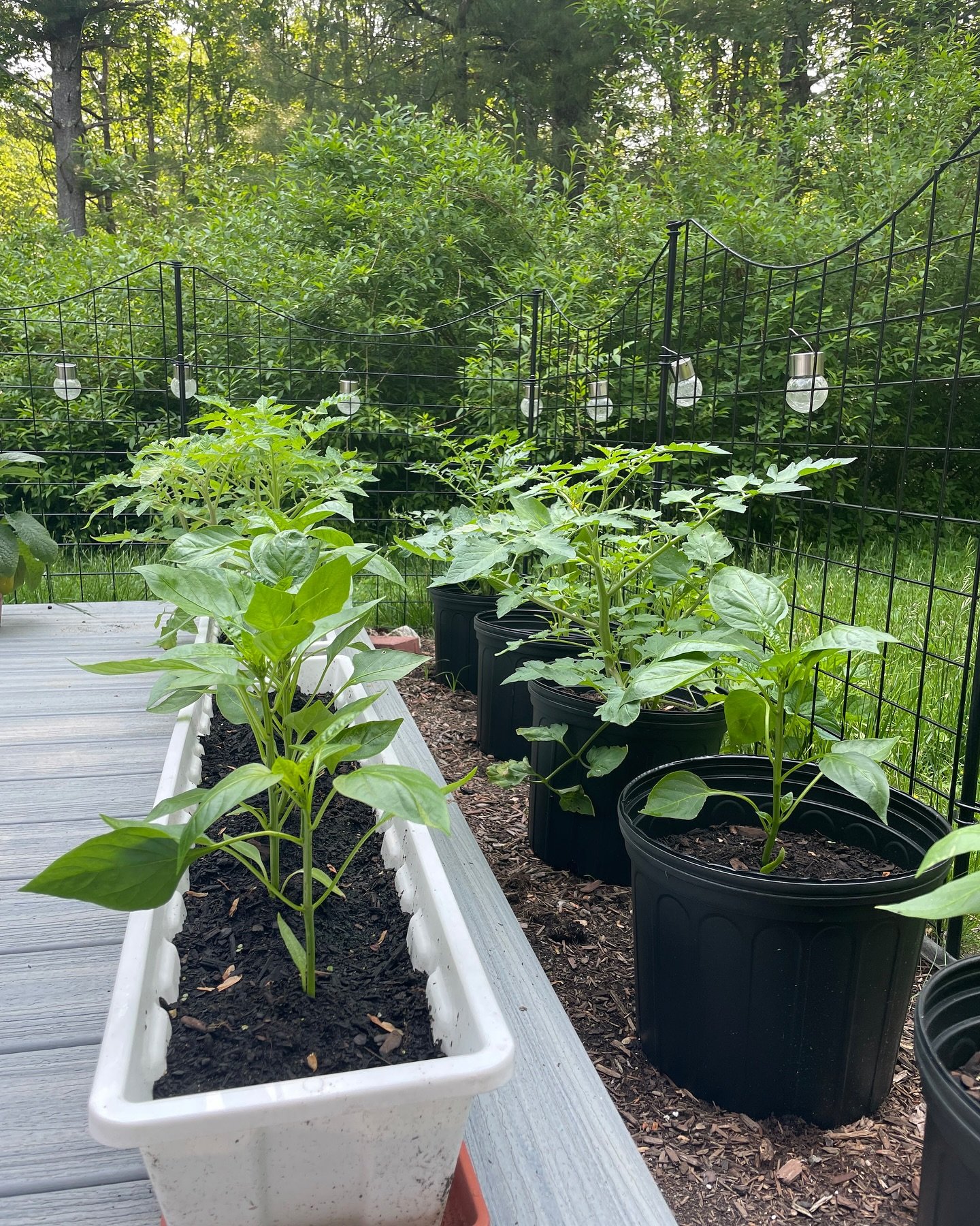 It&rsquo;s been fun to see and hear about all your garden success with Bhoomi Devi Seeds this year! Our Daybreak Ambassador Brigid sure is showing off her green thumb 🌱 

Bhoomi Devi Seeds used: 🍅Azoychka Tomato, 🍅 Fruit Punch Cherry Tomato, 🫑Doe