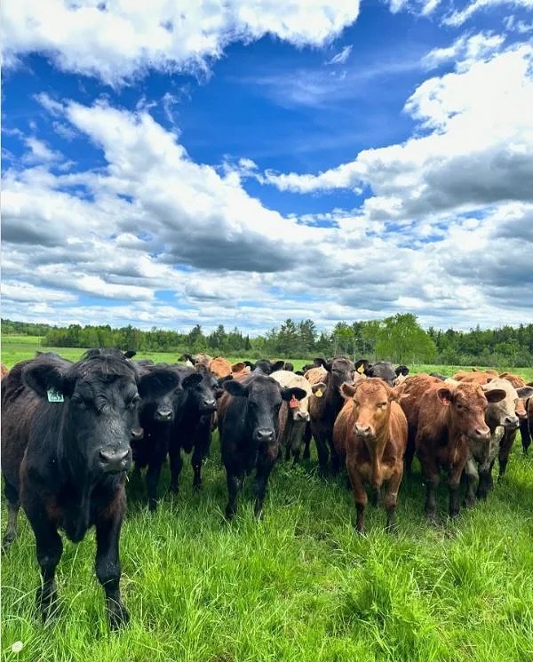 So much good, late-spring foods added this week, including beef burgers, ground, shaved steak, and ribs from @coldspringranch !The customization window is now open. 
🫛 Sugar Snap Peas from @seven.moon.farm 
🍓 Limited quantities of organic strawberr