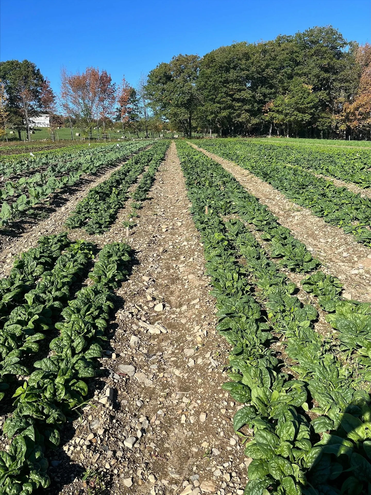‼️Local community food access opportunity‼️

Another gleaning opportunity with @waldocountybounty : SPINACH!
🥬community spinach harvest at @johnnys_seeds in Albion
📆This coming Tuesday, 10/7
⏰ 9:30&ndash;11am
Big thanks to everyone who came out for
