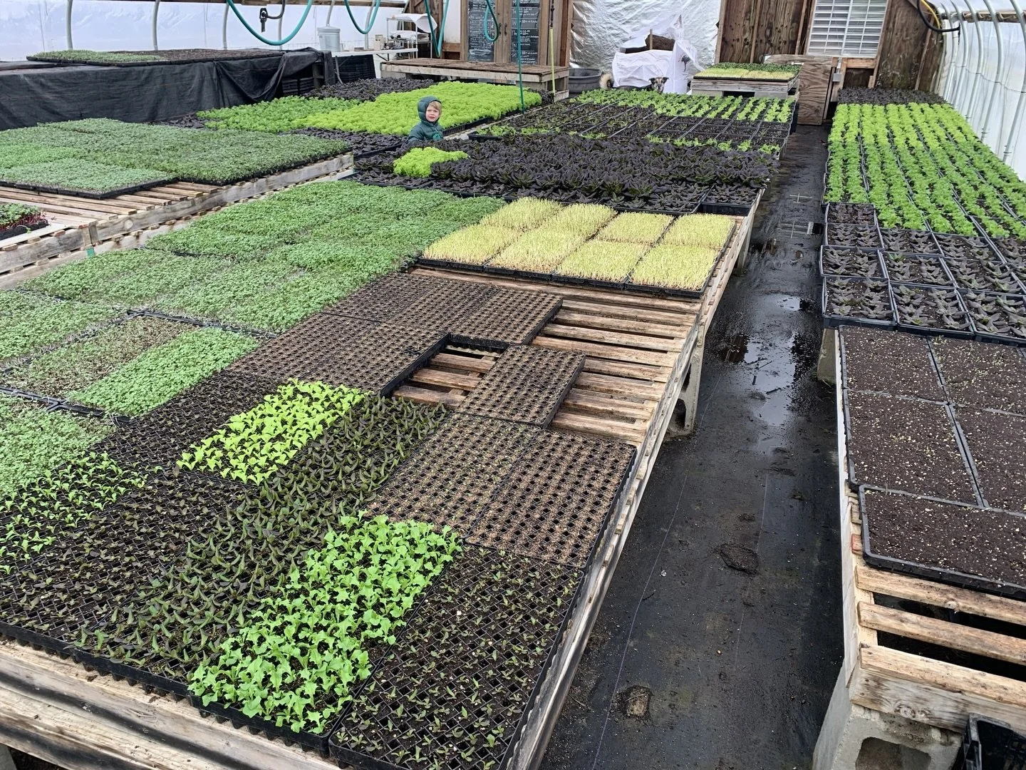 Did you catch our February newsletter? It dropped into inboxes last Thursday, and is not to be missed! Thanks to @ironwoodorganic for sharing some behind-the-scenes photos of what they&rsquo;ve been up to this winter 🌱 

We&rsquo;re so grateful for 