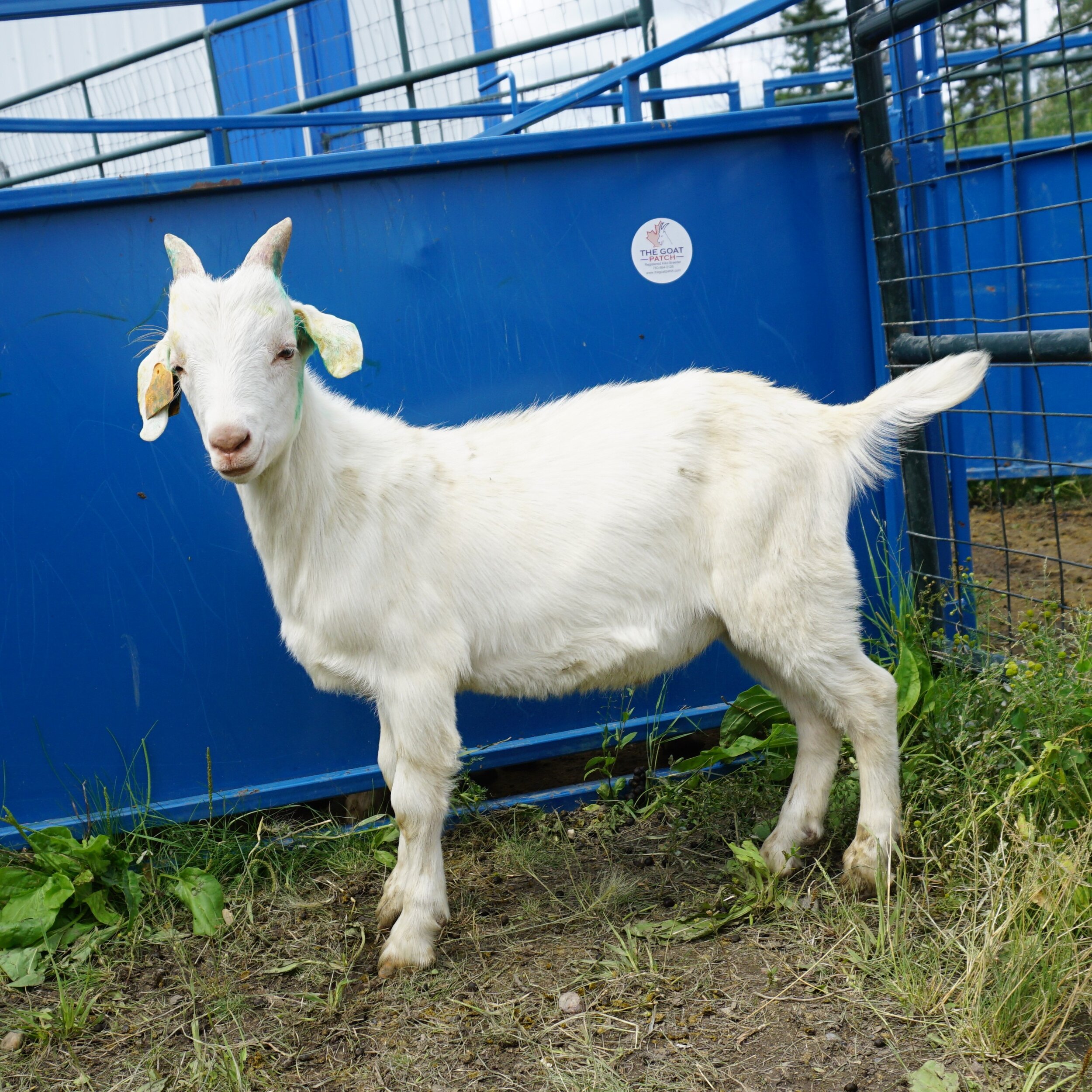 Bucks — The Goat Kiko