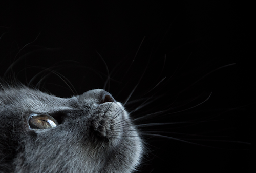 Strays