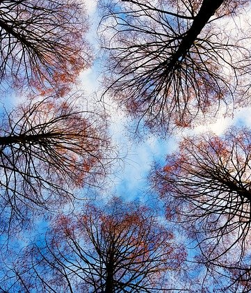 Trees