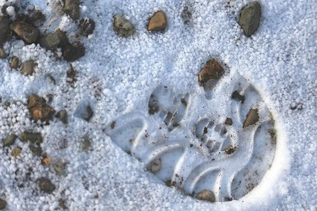 Snow