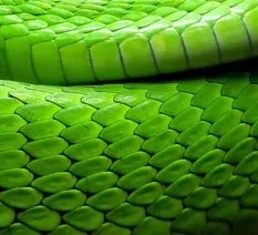 Snake