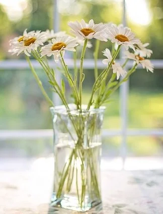Daisies