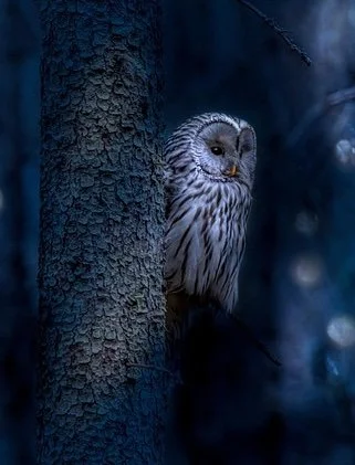 Owls
