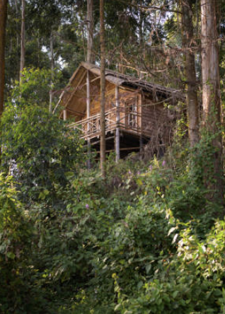 Treehouse