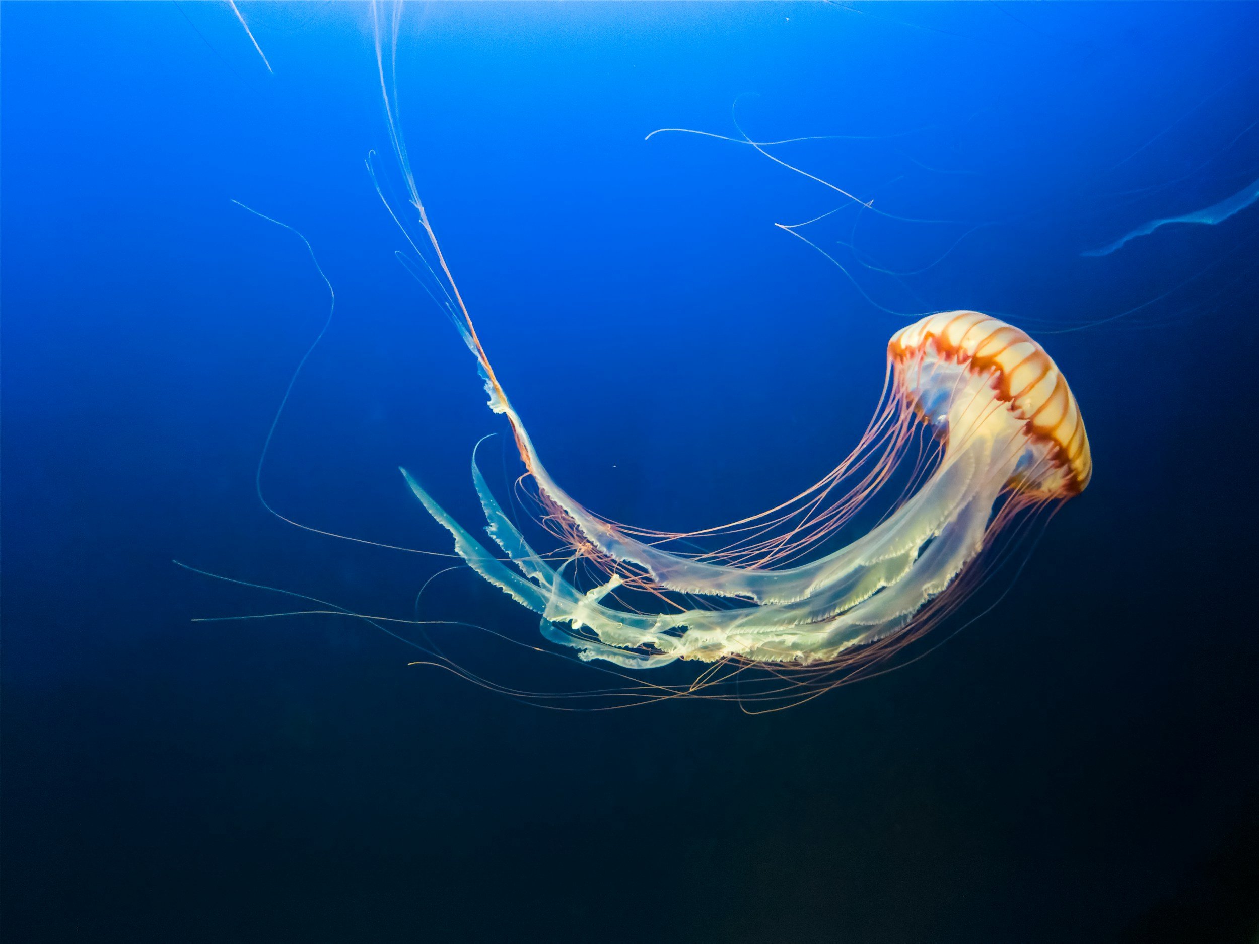 Calming the Nervous System through Progressive Muscle Relaxation