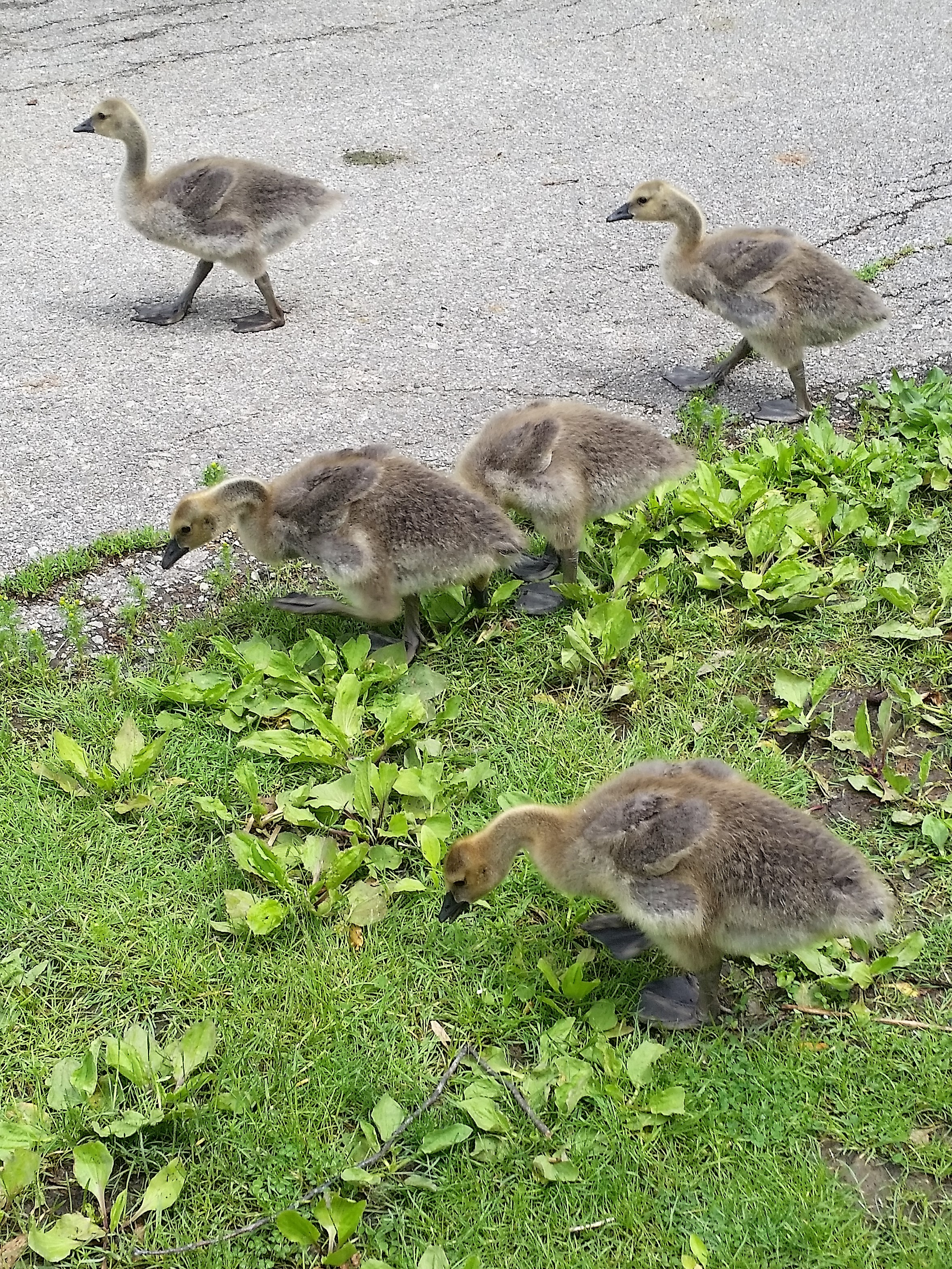 Gosling Alert_26 May 2019_enhanced cropped_20190526_120728.jpg