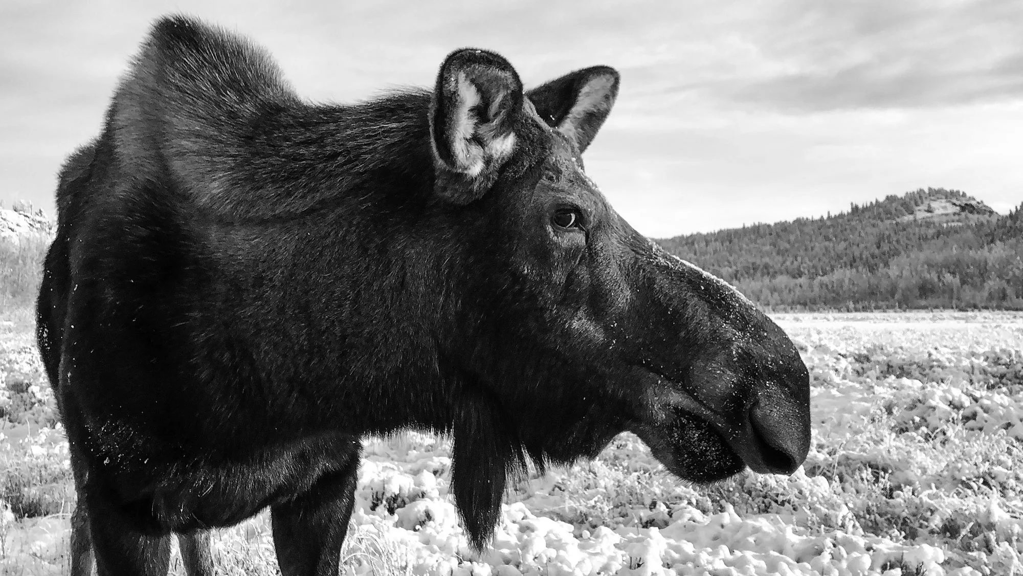 Yukon Wildlife Preserve, Whitehorse