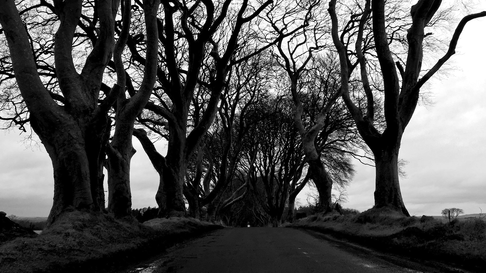 Dark Hedges, Ballymoney, Northern Ireland