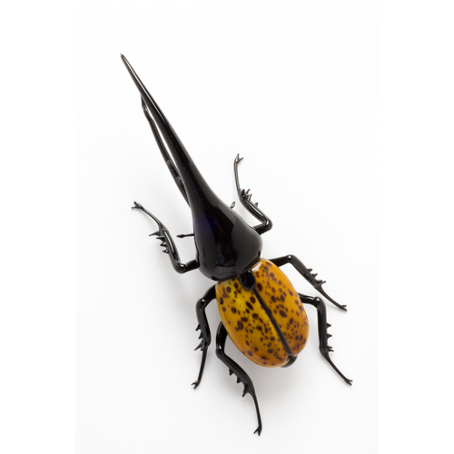 【Glass Beetleノコギリクワガタ（モザイク）飛翔標本 GB-004】 Atlas Beetle Specimen in Glass Frame – Chalcosoma atlas Display