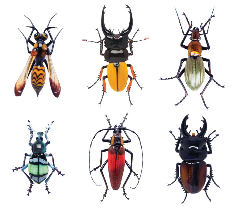 Caring for Costantini's Bugs