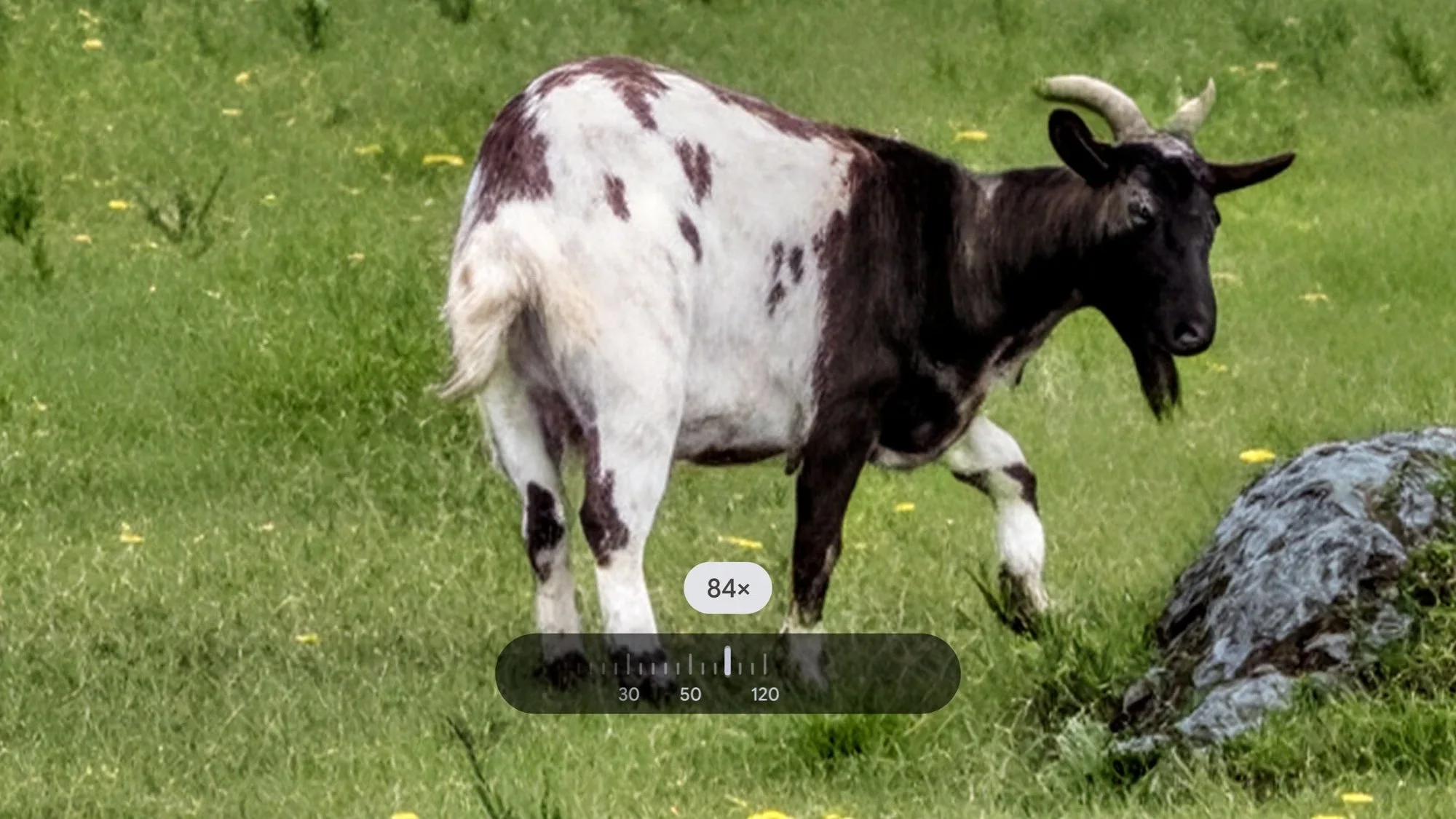 google-pixel-goat-84x-valid.jpg
