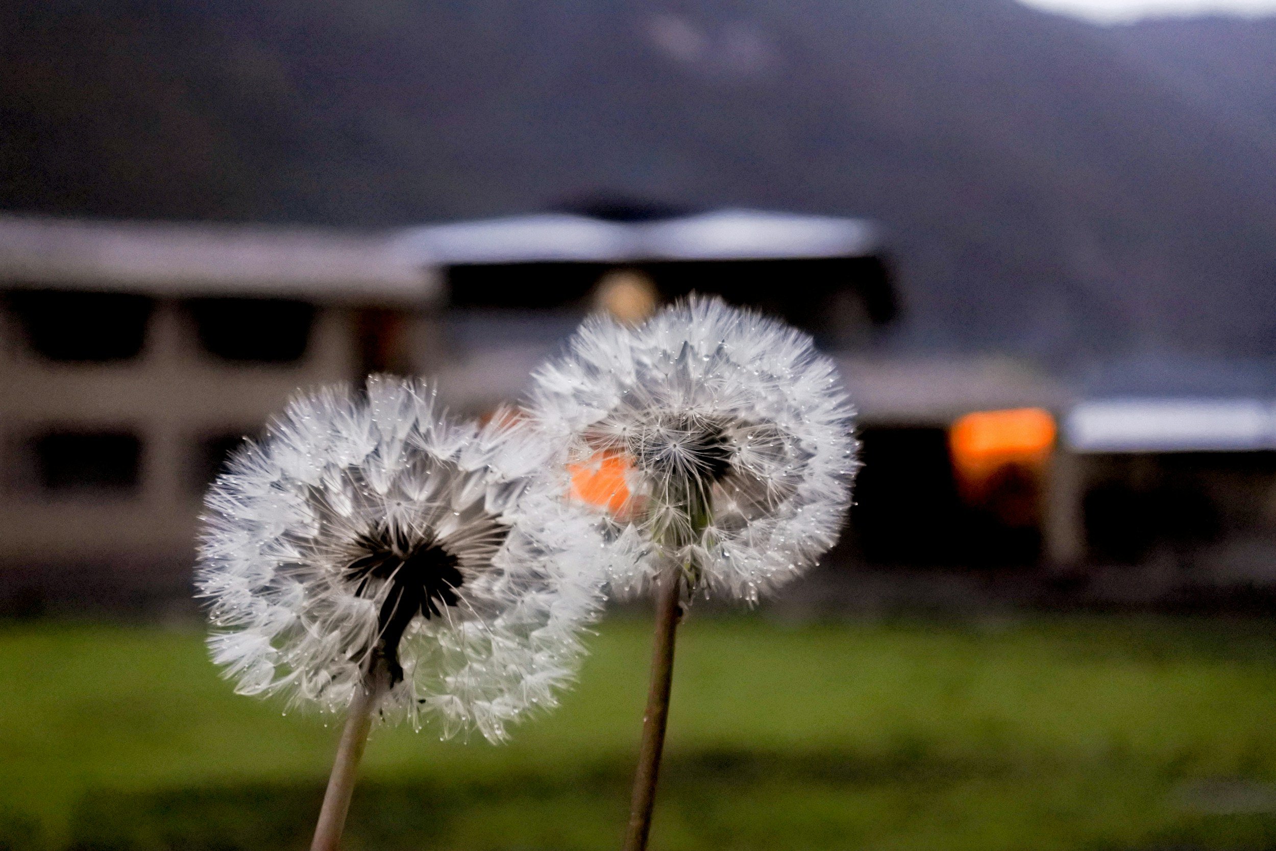 Close-up of two dandelions with white, fluffy seed heads against a blurred background of a gray sky and a building.