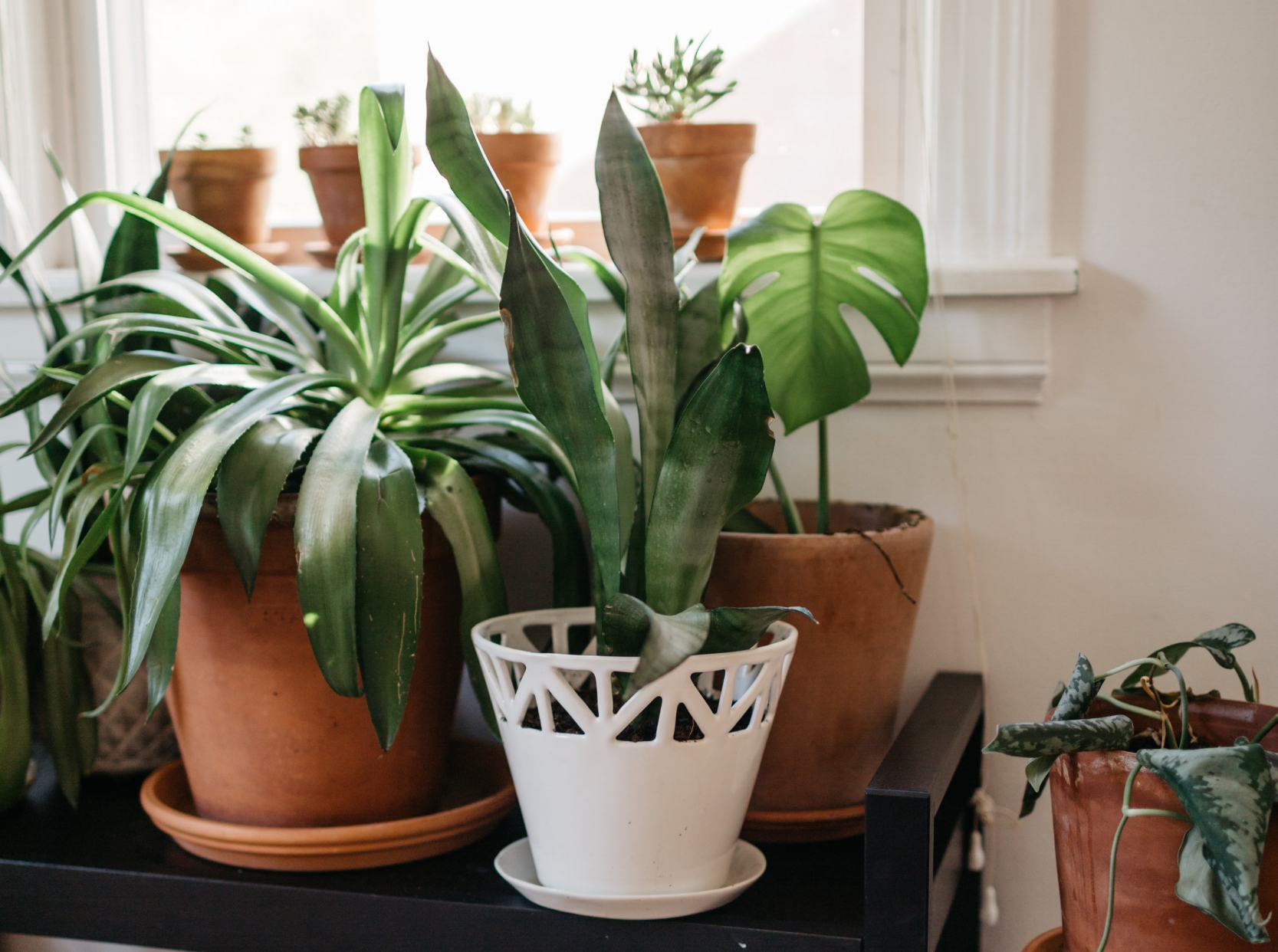 CONVIVIAL - Medium Tabletop Planter w/ Sansaveria